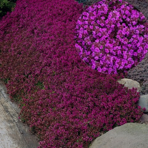 Thymus praecox 'Purple Beauty' - Varane liivatee 'Purple Beauty' P9/0,55L